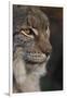 Close-up of Eurasian lynx kitten, aged eight months-Edwin Giesbers-Framed Photographic Print