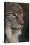 Close-up of Eurasian lynx kitten, aged eight months-Edwin Giesbers-Stretched Canvas