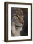 Close-up of Eurasian lynx kitten, aged eight months-Edwin Giesbers-Framed Photographic Print