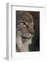 Close-up of Eurasian lynx kitten, aged eight months-Edwin Giesbers-Framed Photographic Print