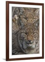 Close-up of Eurasian lynx kittens, aged eight months-Edwin Giesbers-Framed Photographic Print