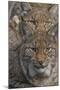 Close-up of Eurasian lynx kittens, aged eight months-Edwin Giesbers-Mounted Photographic Print