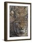 Close-up of Eurasian lynx kittens, aged eight months-Edwin Giesbers-Framed Photographic Print