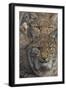 Close-up of Eurasian lynx kittens, aged eight months-Edwin Giesbers-Framed Photographic Print