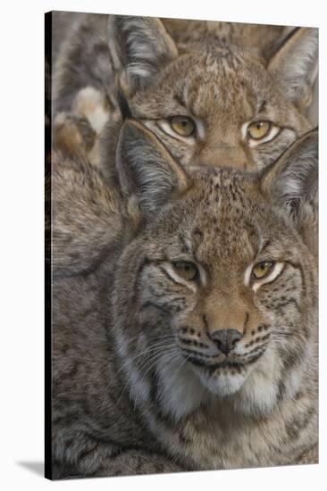 Close-up of Eurasian lynx kittens, aged eight months-Edwin Giesbers-Stretched Canvas