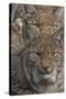 Close-up of Eurasian lynx kittens, aged eight months-Edwin Giesbers-Stretched Canvas