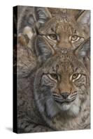 Close-up of Eurasian lynx kittens, aged eight months-Edwin Giesbers-Stretched Canvas