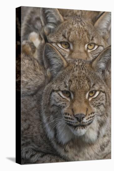 Close-up of Eurasian lynx kittens, aged eight months-Edwin Giesbers-Stretched Canvas