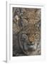 Close-up of Eurasian lynx kittens, aged eight months-Edwin Giesbers-Framed Photographic Print