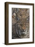 Close-up of Eurasian lynx kittens, aged eight months-Edwin Giesbers-Framed Photographic Print