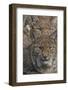 Close-up of Eurasian lynx kittens, aged eight months-Edwin Giesbers-Framed Photographic Print