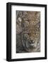 Close-up of Eurasian lynx kittens, aged eight months-Edwin Giesbers-Framed Photographic Print