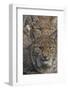 Close-up of Eurasian lynx kittens, aged eight months-Edwin Giesbers-Framed Photographic Print