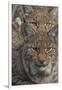 Close-up of Eurasian lynx kittens, aged eight months-Edwin Giesbers-Framed Photographic Print