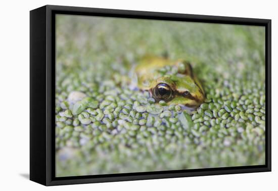 Close-Up of European Common Frog (Rana Temporaria), North Brabant, the Netherlands, Europe-Mark Doherty-Framed Stretched Canvas
