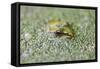 Close-Up of European Common Frog (Rana Temporaria), North Brabant, the Netherlands, Europe-Mark Doherty-Framed Stretched Canvas