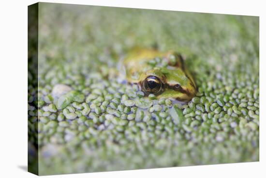 Close-Up of European Common Frog (Rana Temporaria), North Brabant, the Netherlands, Europe-Mark Doherty-Stretched Canvas