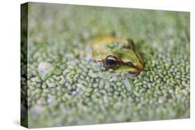 Close-Up of European Common Frog (Rana Temporaria), North Brabant, the Netherlands, Europe-Mark Doherty-Stretched Canvas