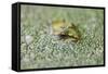 Close-Up of European Common Frog (Rana Temporaria), North Brabant, the Netherlands, Europe-Mark Doherty-Framed Stretched Canvas