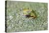 Close-Up of European Common Frog (Rana Temporaria), North Brabant, the Netherlands, Europe-Mark Doherty-Stretched Canvas