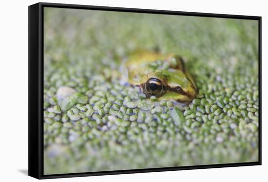 Close-Up of European Common Frog (Rana Temporaria), North Brabant, the Netherlands, Europe-Mark Doherty-Framed Stretched Canvas