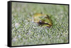 Close-Up of European Common Frog (Rana Temporaria), North Brabant, the Netherlands, Europe-Mark Doherty-Framed Stretched Canvas