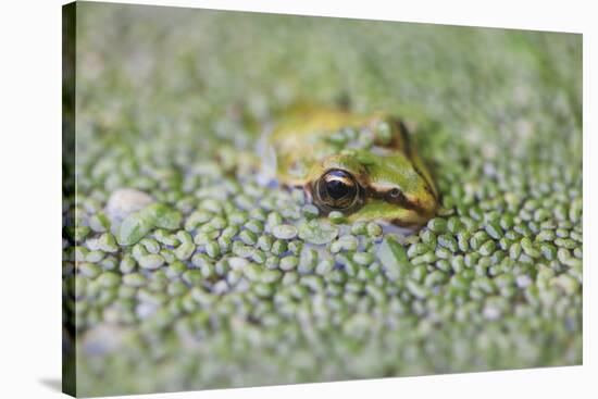 Close-Up of European Common Frog (Rana Temporaria), North Brabant, the Netherlands, Europe-Mark Doherty-Stretched Canvas