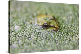 Close-Up of European Common Frog (Rana Temporaria), North Brabant, the Netherlands, Europe-Mark Doherty-Stretched Canvas