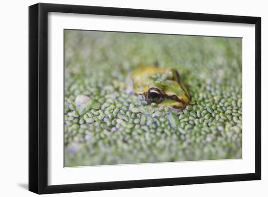 Close-Up of European Common Frog (Rana Temporaria), North Brabant, the Netherlands, Europe-Mark Doherty-Framed Photographic Print
