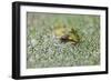 Close-Up of European Common Frog (Rana Temporaria), North Brabant, the Netherlands, Europe-Mark Doherty-Framed Photographic Print