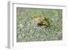 Close-Up of European Common Frog (Rana Temporaria), North Brabant, the Netherlands, Europe-Mark Doherty-Framed Photographic Print