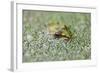 Close-Up of European Common Frog (Rana Temporaria), North Brabant, the Netherlands, Europe-Mark Doherty-Framed Photographic Print