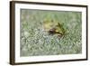 Close-Up of European Common Frog (Rana Temporaria), North Brabant, the Netherlands, Europe-Mark Doherty-Framed Photographic Print