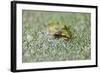 Close-Up of European Common Frog (Rana Temporaria), North Brabant, the Netherlands, Europe-Mark Doherty-Framed Photographic Print