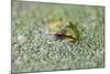 Close-Up of European Common Frog (Rana Temporaria), North Brabant, the Netherlands, Europe-Mark Doherty-Mounted Photographic Print