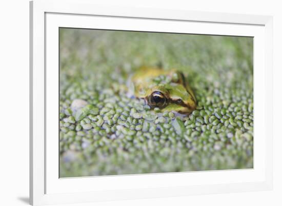 Close-Up of European Common Frog (Rana Temporaria), North Brabant, the Netherlands, Europe-Mark Doherty-Framed Photographic Print