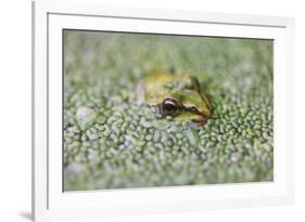 Close-Up of European Common Frog (Rana Temporaria), North Brabant, the Netherlands, Europe-Mark Doherty-Framed Photographic Print