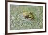 Close-Up of European Common Frog (Rana Temporaria), North Brabant, the Netherlands, Europe-Mark Doherty-Framed Photographic Print