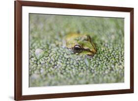 Close-Up of European Common Frog (Rana Temporaria), North Brabant, the Netherlands, Europe-Mark Doherty-Framed Photographic Print