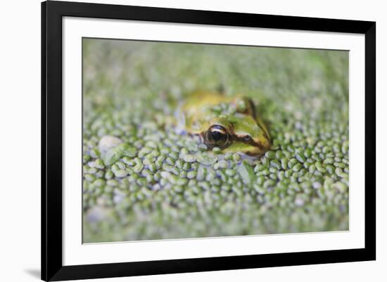 Close-Up of European Common Frog (Rana Temporaria), North Brabant, the Netherlands, Europe-Mark Doherty-Framed Photographic Print