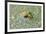 Close-Up of European Common Frog (Rana Temporaria), North Brabant, the Netherlands, Europe-Mark Doherty-Framed Photographic Print