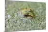Close-Up of European Common Frog (Rana Temporaria), North Brabant, the Netherlands, Europe-Mark Doherty-Mounted Photographic Print