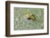 Close-Up of European Common Frog (Rana Temporaria), North Brabant, the Netherlands, Europe-Mark Doherty-Framed Photographic Print