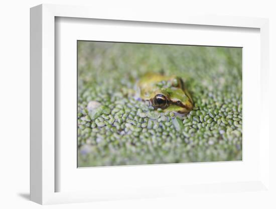 Close-Up of European Common Frog (Rana Temporaria), North Brabant, the Netherlands, Europe-Mark Doherty-Framed Photographic Print