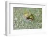 Close-Up of European Common Frog (Rana Temporaria), North Brabant, the Netherlands, Europe-Mark Doherty-Framed Photographic Print