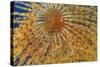 Close-Up of European Fan Worm (Sabella - Spirographis Spallanzani) Malta, Mediteranean, May 2009-Zankl-Stretched Canvas