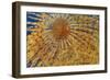 Close-Up of European Fan Worm (Sabella - Spirographis Spallanzani) Malta, Mediteranean, May 2009-Zankl-Framed Photographic Print