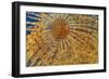 Close-Up of European Fan Worm (Sabella - Spirographis Spallanzani) Malta, Mediteranean, May 2009-Zankl-Framed Photographic Print