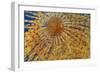 Close-Up of European Fan Worm (Sabella - Spirographis Spallanzani) Malta, Mediteranean, May 2009-Zankl-Framed Photographic Print