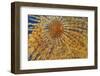 Close-Up of European Fan Worm (Sabella - Spirographis Spallanzani) Malta, Mediteranean, May 2009-Zankl-Framed Photographic Print